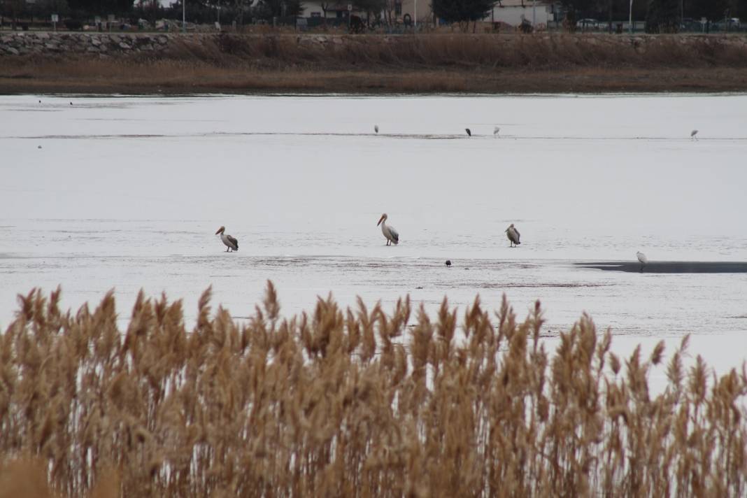 Konya'daki parkta pelikanlar görüldü! Fotoğraf tutkunları akın etti 5